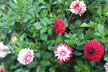 Varietal dahlias