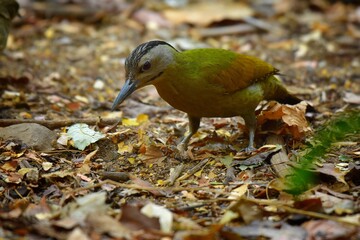 The cheeks are gray, the forehead to the neck and the sides of the cheek are black. Greyish green body The stomach has no feathers. The wings are black, flying with white spots.