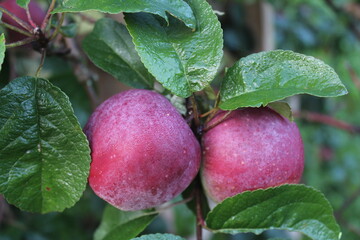 apples on a tree