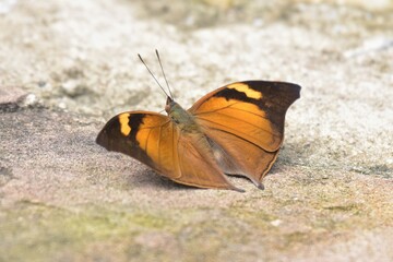 Fototapeta na wymiar Macro shot yellow and Brown dot Moth, Night Butterfly