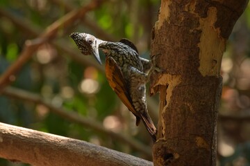 The characteristics are similar to a three-inch golden woodpecker. But bigger Black stripe around the neck and eyes wider than the yellow eyes. The white stripes on the belly are larger than the male