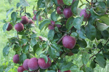 red apples on a tree