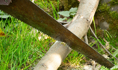 sawing a fallen tree trunk with a hacksaw.