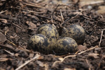 Naklejka na ściany i meble The eggs are laid 3-4 eggs in a yellow-black spot. Shaped like a pear With an average size of 42x30 mm. The nest is hard to see Because the egg color that camouflage