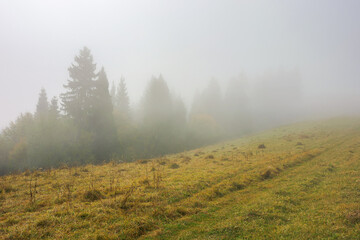 cold autumn morning. foggy weather scenery. spruce forest on the grassy meadow. nature magic concept