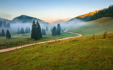 trees in the valley of mountainous natural park. foggy morning in autumn season. beautiful rolling...