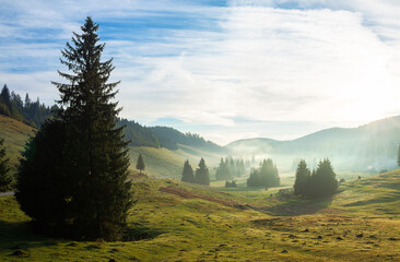 trees in the valley of mountainous natural park. foggy morning in autumn season. beautiful rolling...