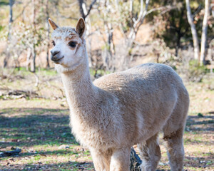 alpaca porttrait