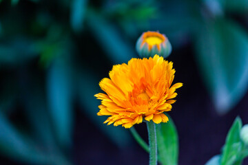 Marigolds (Tagetes erecta, Mexican marigolds, Aztec marigolds, African marigolds) close-up in the garden.