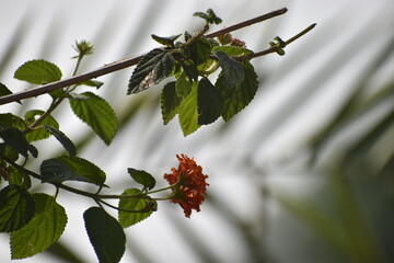 berries on a tree