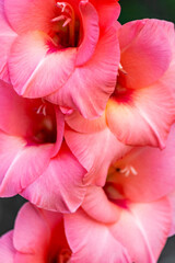 Pink gladiolus flower close-up.
