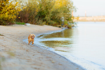american cocker spaniel puppy running on the beach