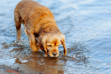 american cocker spaniel puppy running out of the water