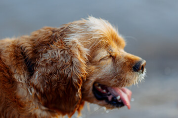 american cocker spaniel puppy