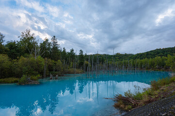 美瑛の青い池