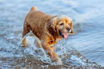 american cocker spaniel puppy running on water and splashing