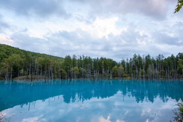 美瑛の青い池