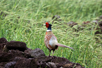 pheasant in nature