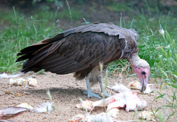 Big vulture eating