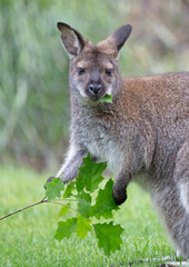 Red-necked Wallaby - Macropus rufogriseus