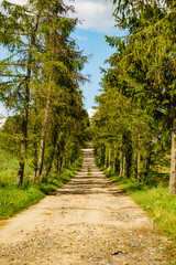 Fototapeta na wymiar Country road path with green trees.