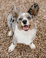 Welsh Corgi Cardigan