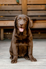 
chocolate labrador puppy