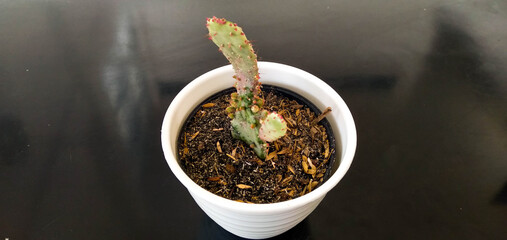 mini cactus in the pot with black background 