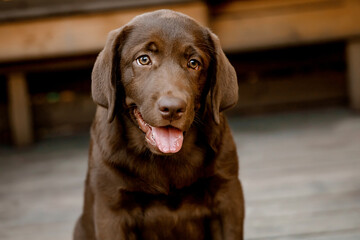 
chocolate labrador puppy