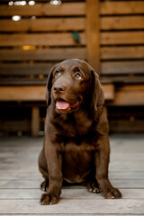 
chocolate labrador puppy