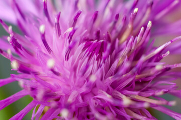 Flower in close-up macro. Wallpaper, background, desktop, cover.