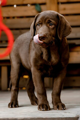 
chocolate labrador puppy