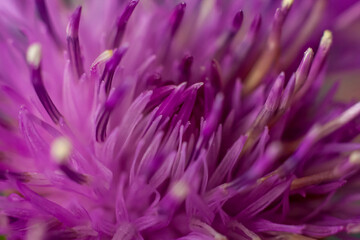 Flower in close-up macro. Wallpaper, background, desktop, cover.