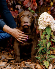 
chocolate labrador puppy