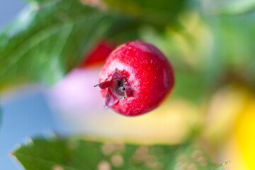 Berries in close-up macro. Wallpaper, background, desktop, cover.