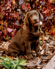 
chocolate labrador puppy
