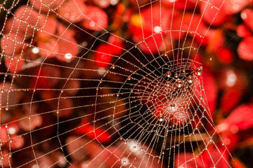Dewey Spider Web Glistens with Fall Color