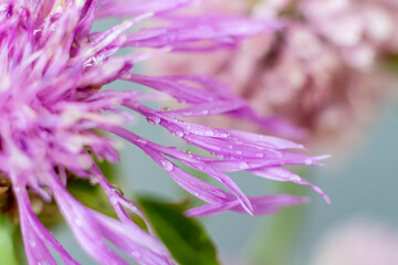 Wallpaper, background, desktop, cover. Drops on the petals.