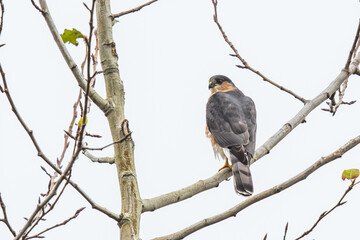 Cooper's Hawk Rests in a Tree on a Foggy Fall Morning