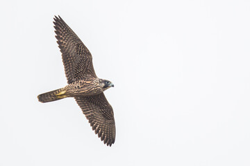 Peregrine Falcon Flies on a Winter Morning