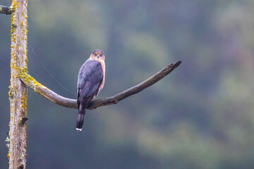 Cooper's Hawk Rests in a Tree on a Fall Morning