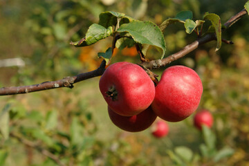 Red ripe apples on a branch in an orchard on a sunny autumn day, close-up, blurred background, copy space for text