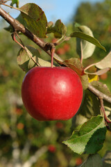A close up of single bright red apple hanging from a tree in an orchard on a sunny autumn day, blurred background