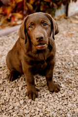 
chocolate labrador puppy