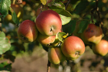 A close up of apples on a branch in an orchard on a sunny autumn day, selective focus. Bi-colored...