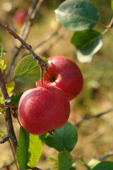 A close up of red ripe apples on a branch in an orchard on a sunny morning, selective focus, blurred background