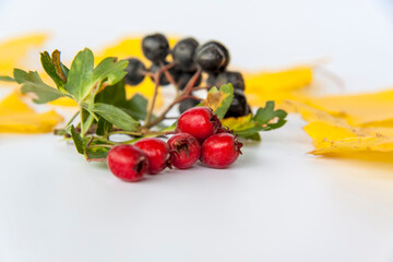 Autumn background. Harvest festival theme on a white background.