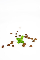 coffee beans and herb