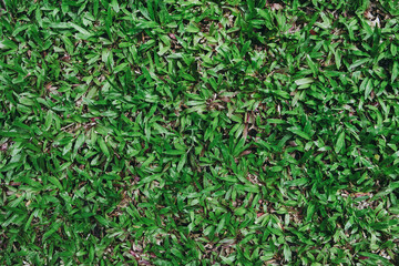 Top view of green grass texture. for background.
