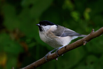 Fototapeta premium Marsh tit (Poecile palustris) in its natural enviroment
